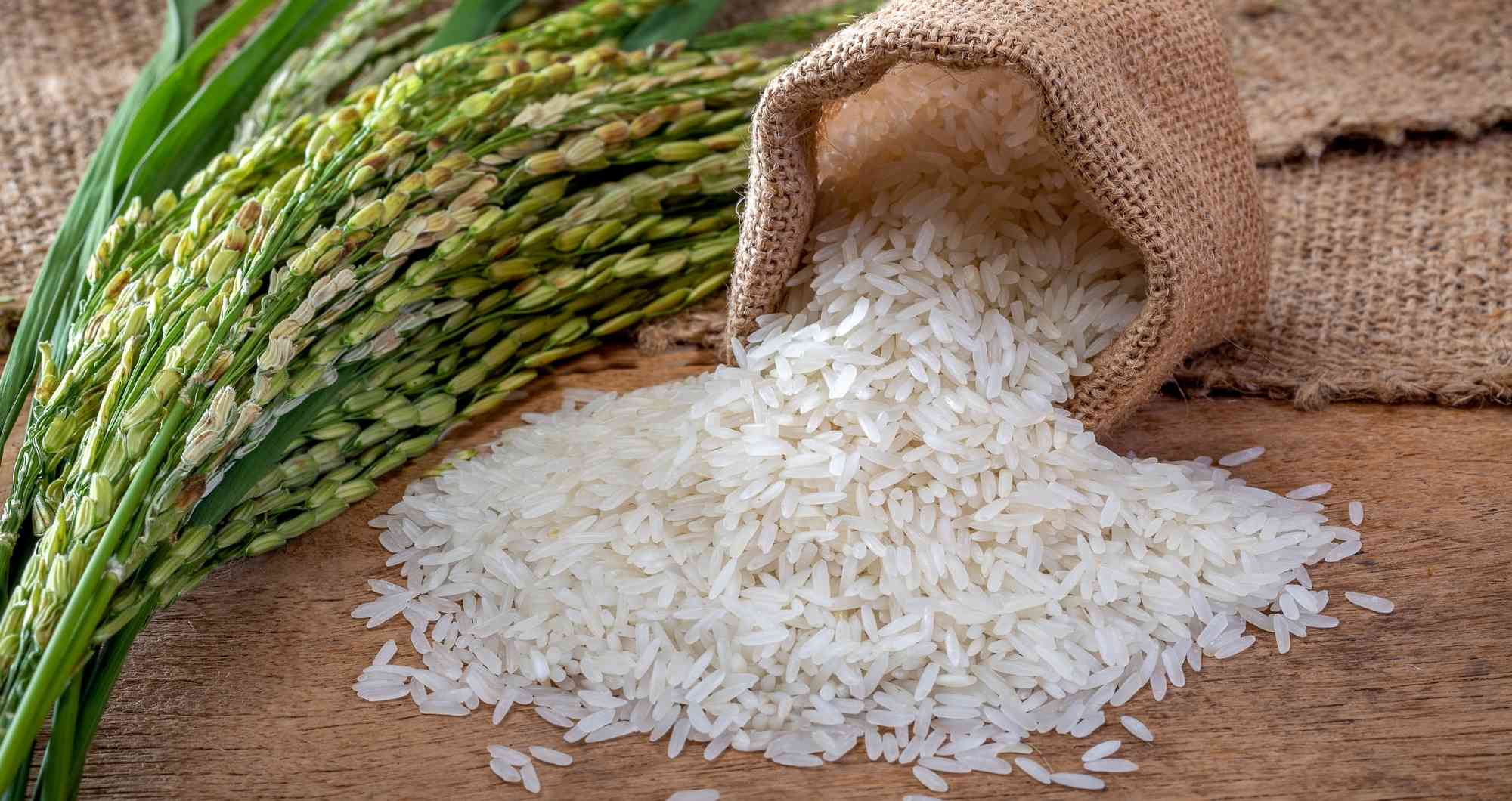 Rice Exporters in India