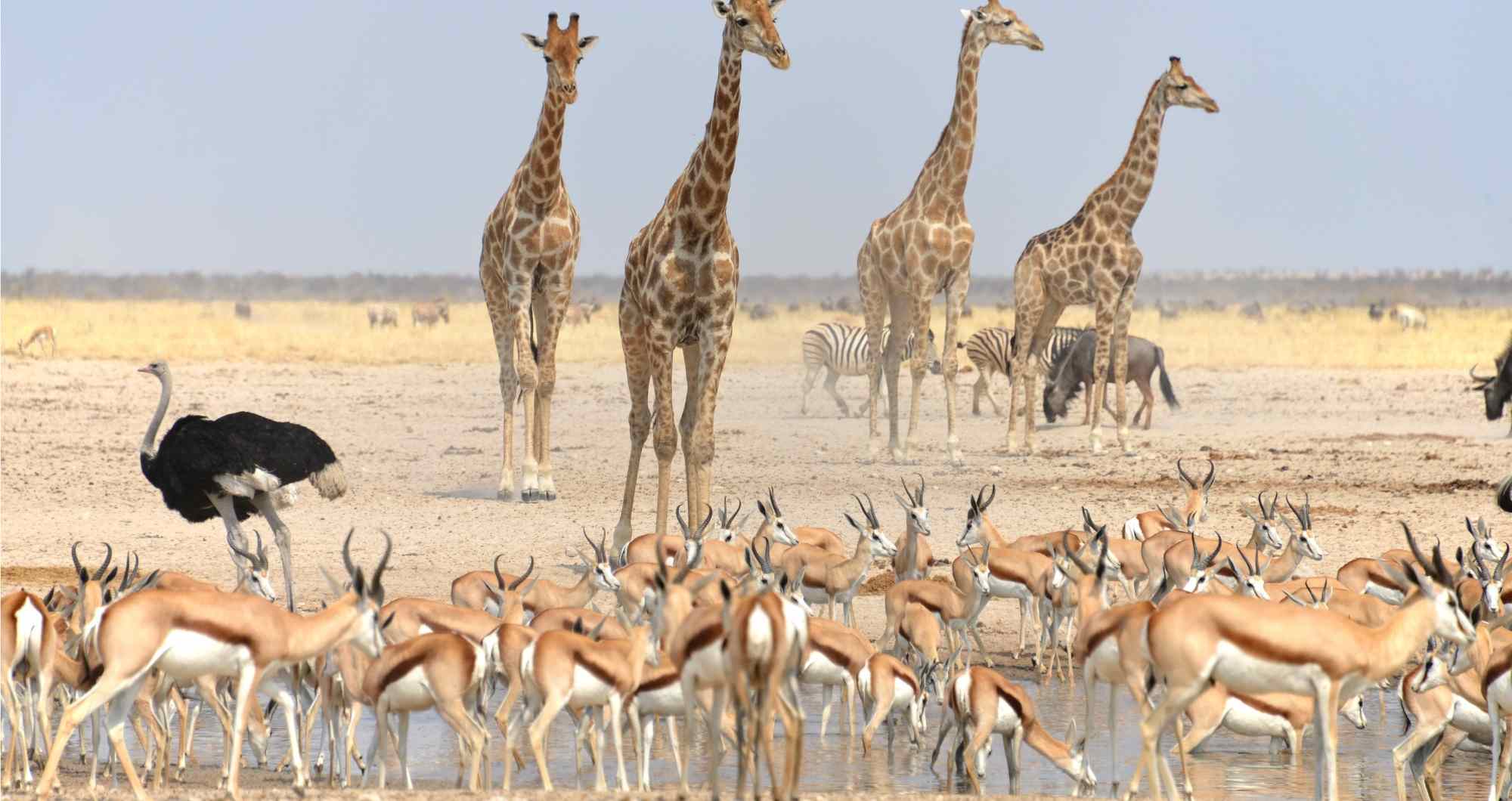 Gir National Park’s Thrilling Safaris