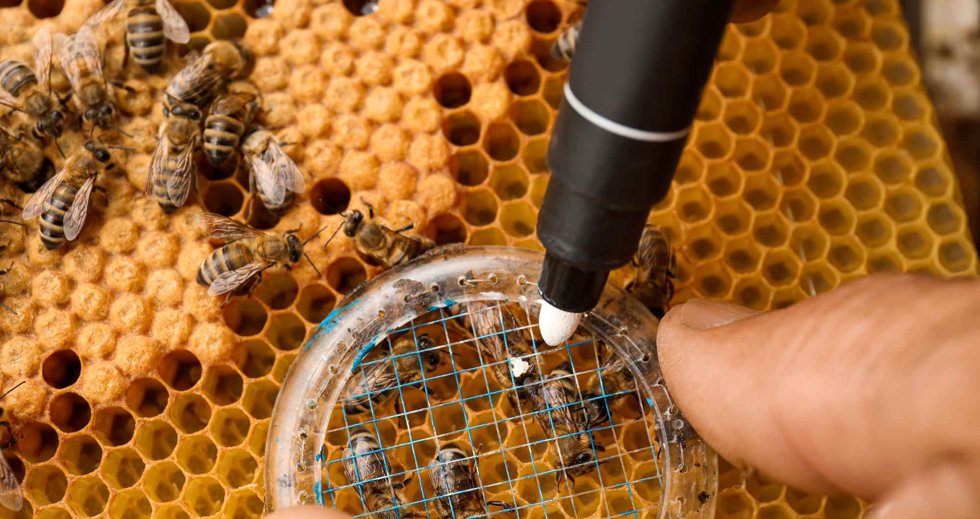 Beekeeping Supplies