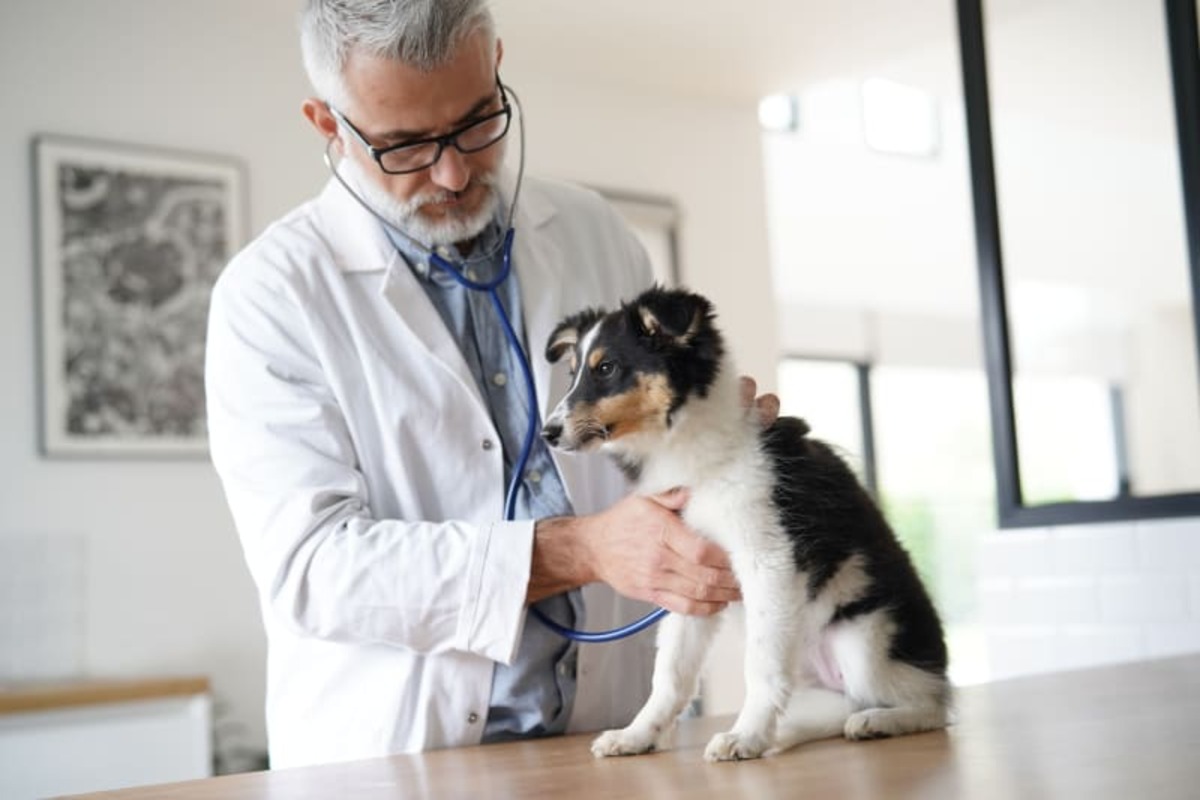 pet clinic in Murrieta